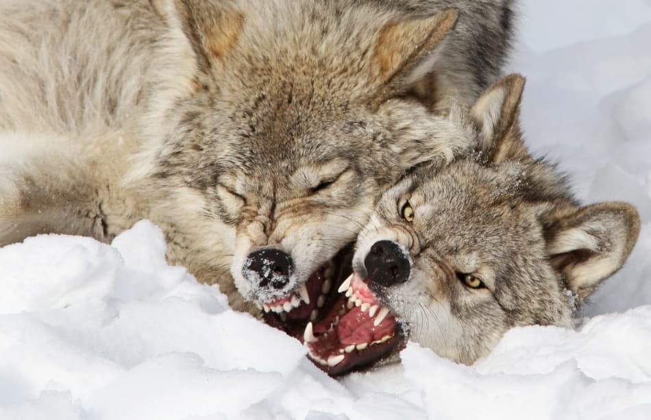 Fierce Wolves in Snow by Mircea Costina — canvas wall art