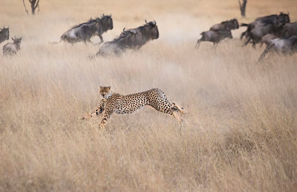 Running Cheetah Safari by Jun Zuo — canvas wall art