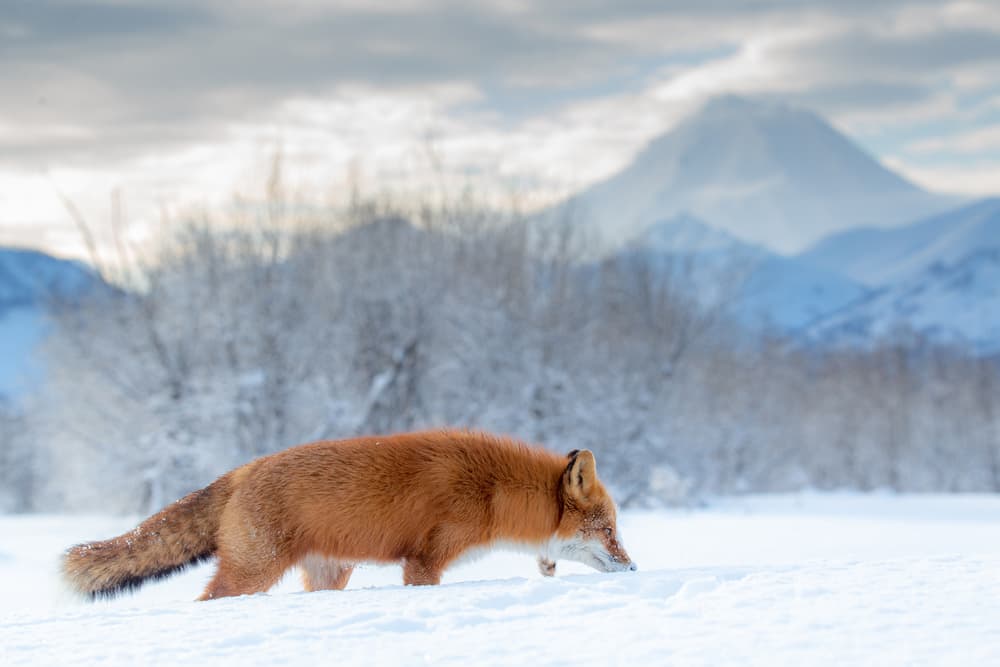 Winter Fox in Snow by Denis Budkov — canvas wall art