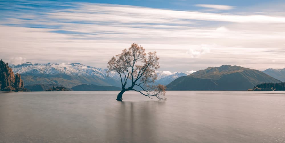 Wanaka Tree Serenity by HAN XIAOBEI — canvas wall art