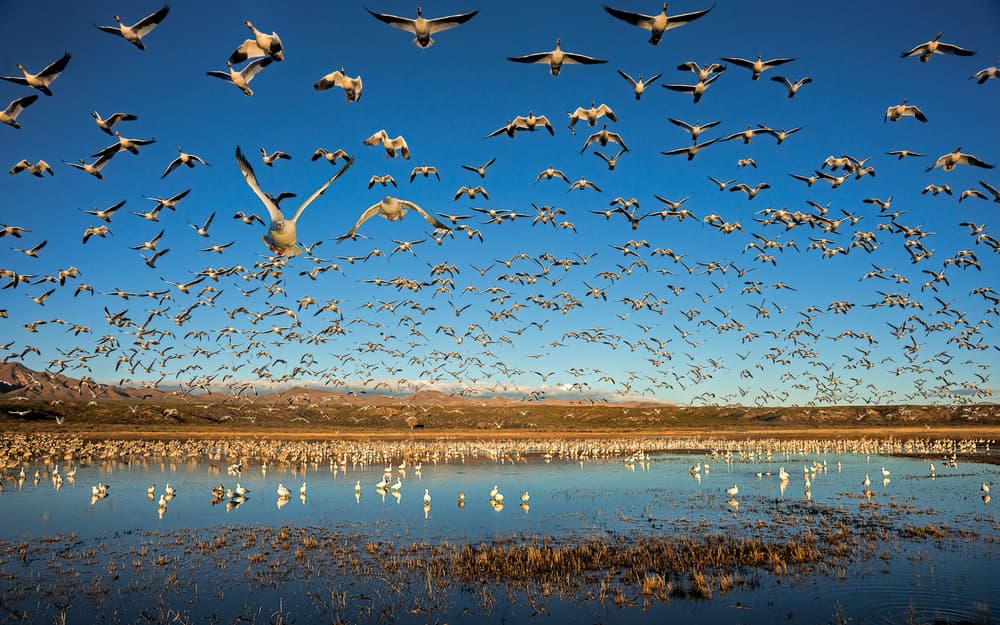 Majestic Geese In Flight by John Fan — canvas wall art