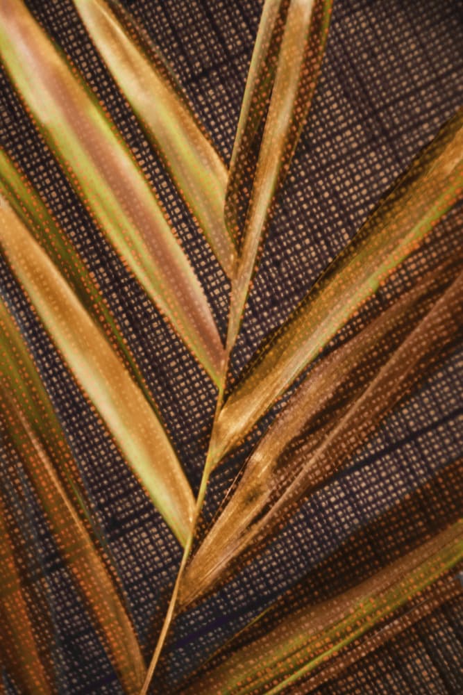 Golden Palm Leaves by Christina Sillen — canvas wall art
