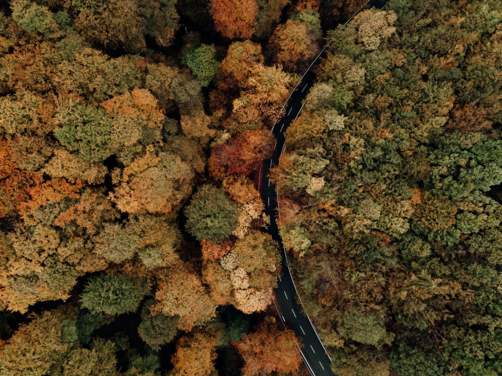 Winding Forest Road by Javier Pardina — canvas wall art