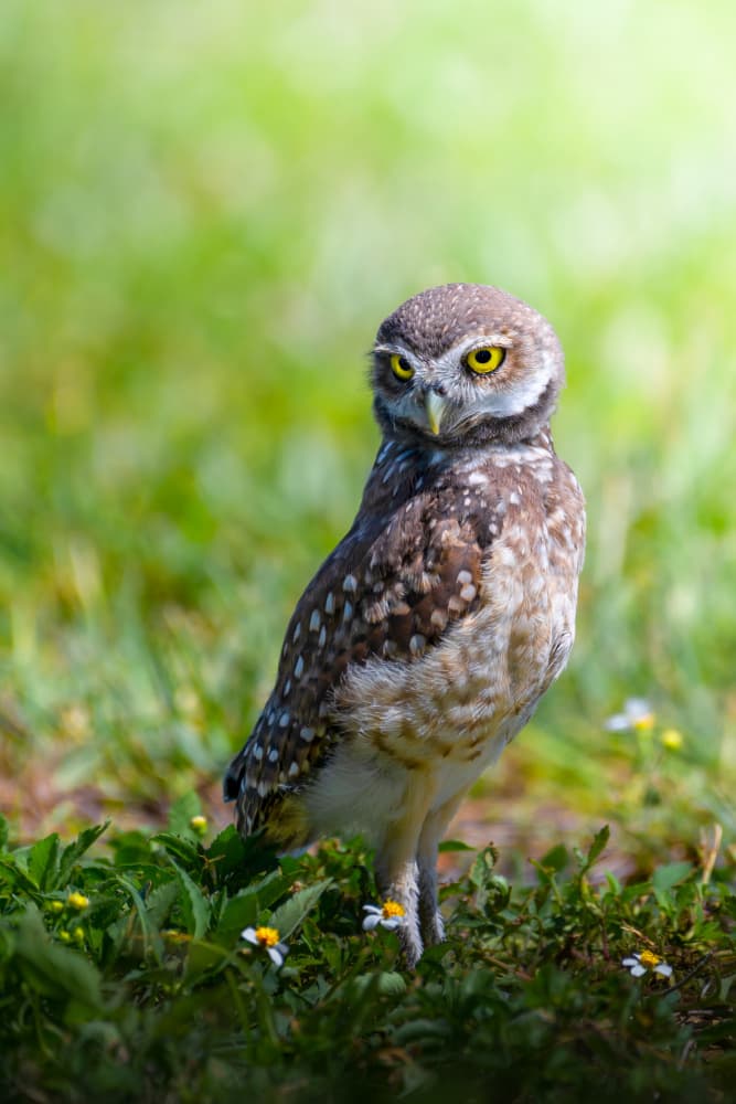 Curious Burrowing Owl by Ti Wang — canvas wall art