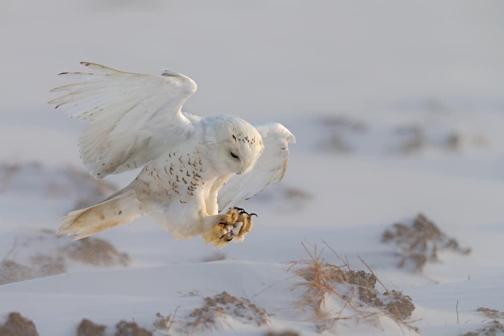 Snowy Owl Hunting Flight by Cheng Chang — canvas wall art