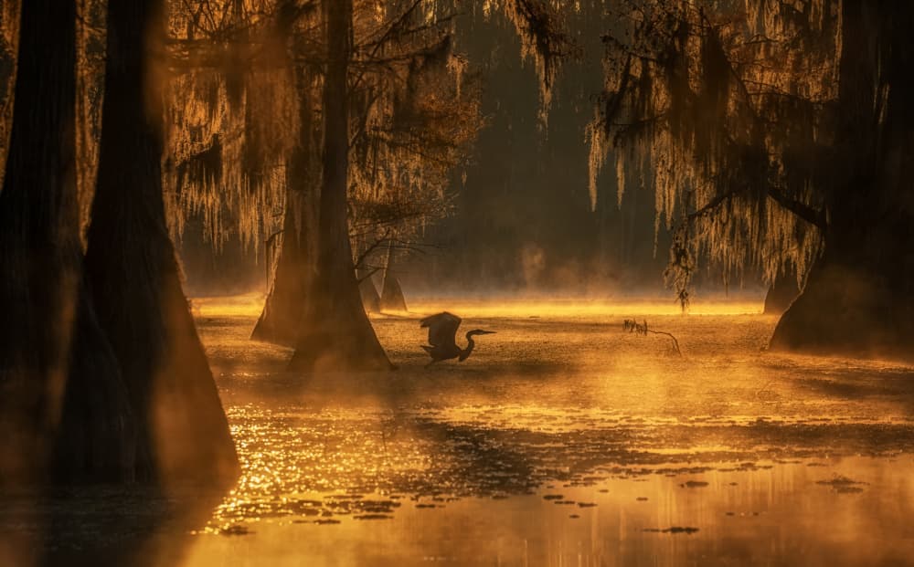 Heron In Golden Mist by Lydia Jacobs — canvas wall art