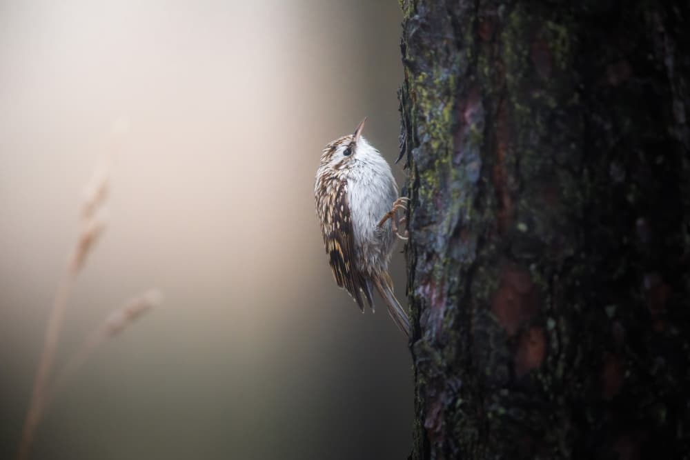 Tree creeping treecreeper by Magnus Renmyr — canvas wall art