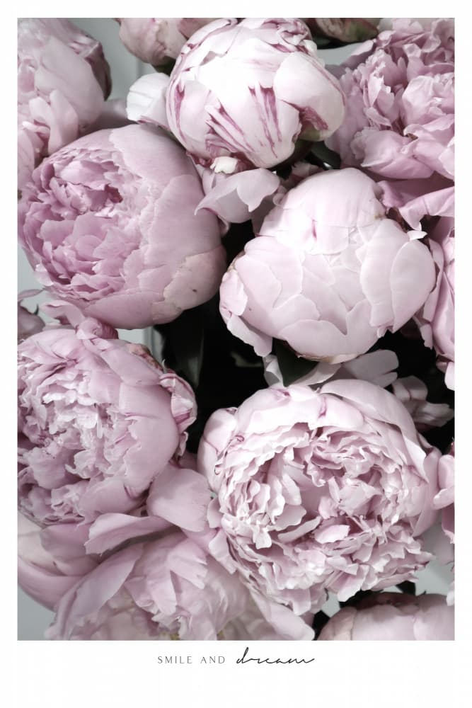 Blushing Peony Blooms by Rosana Laiz Blursbyai — canvas wall art