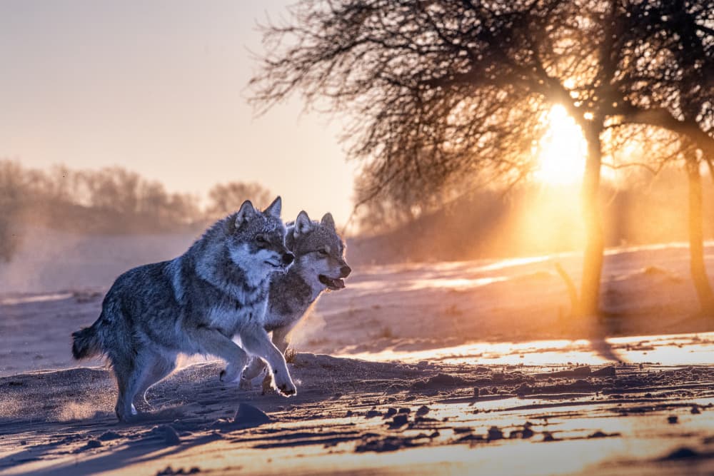 Golden Light Wolves by Grace Guo APA — canvas wall art