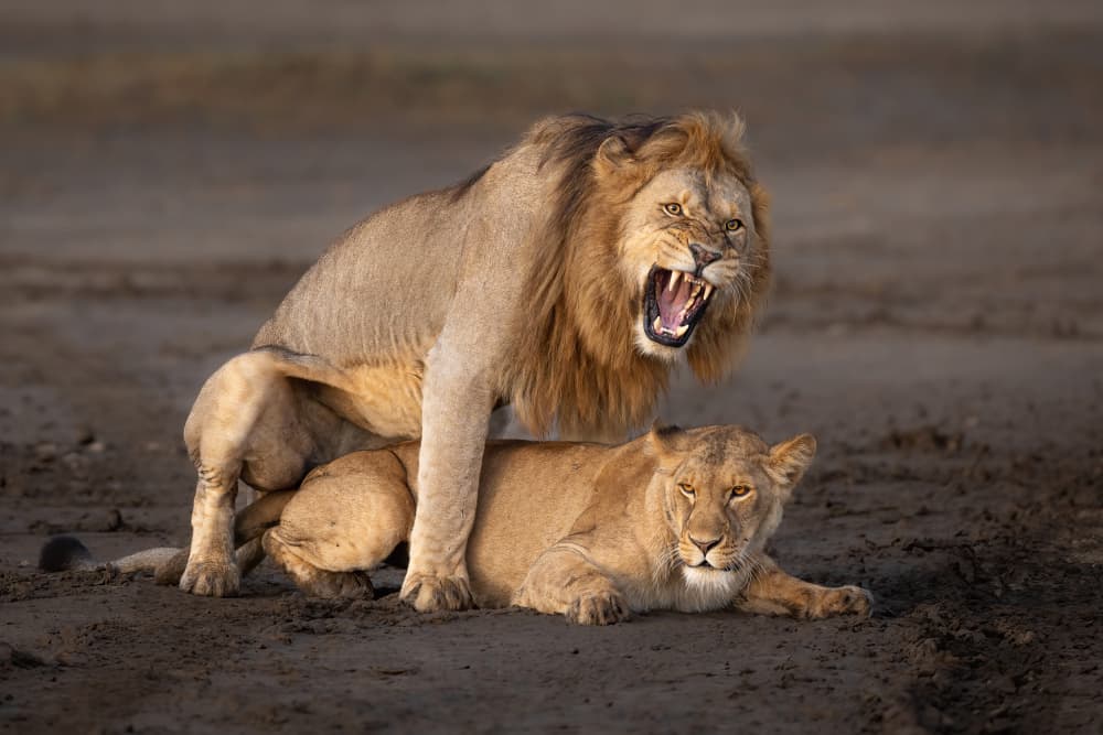 Powerful Lion Roars by Jeffrey C. Sink — canvas wall art
