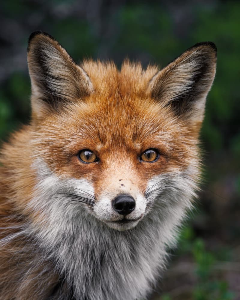 Alert Red Fox by Magnus Renmyr — canvas wall art
