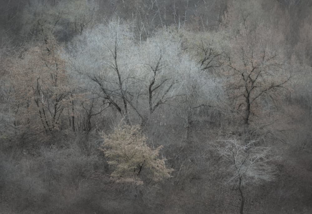 Frosted Winter Forest by Dawn X W — canvas wall art