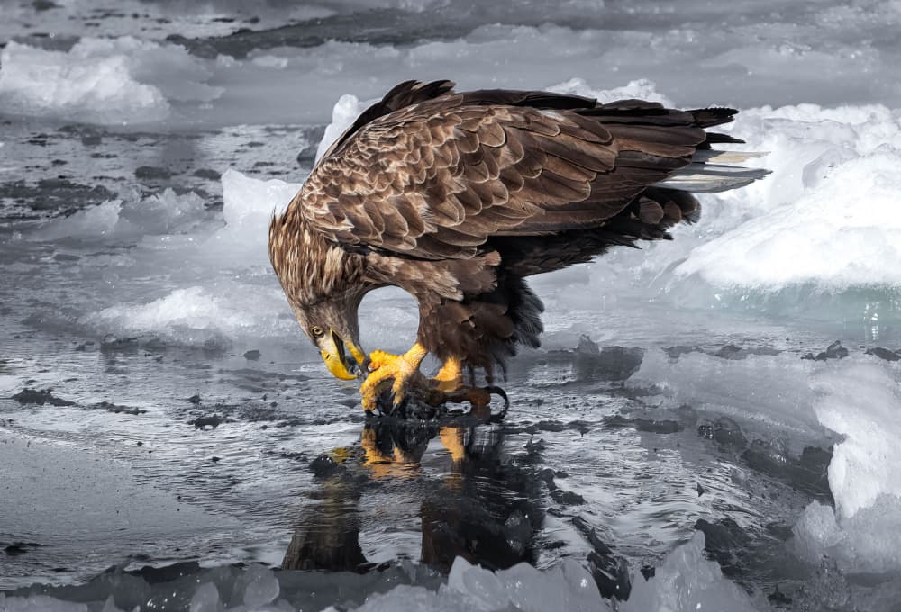 Powerful Eagle On Ice by Larry Deng APA — canvas wall art