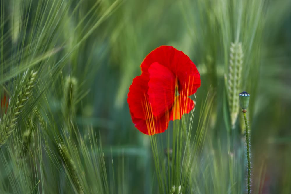 Vibrant Red Poppy by Maryse Dardaillon — canvas wall art