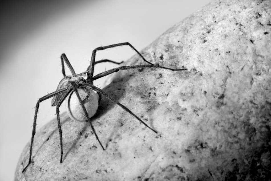Spider Mother On Rock by Jimmy Hoffman — canvas wall art