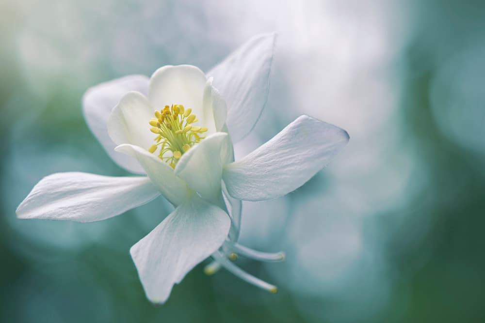 Ethereal White Flower by Jacky Parker — canvas wall art