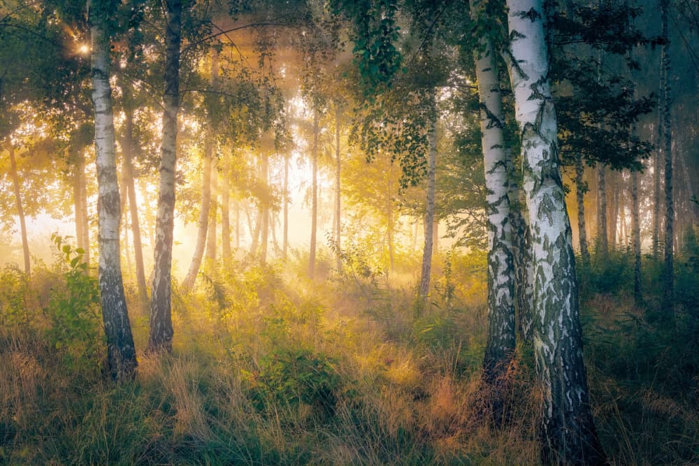 Golden Birch Forest by Pawel Kado — canvas wall art
