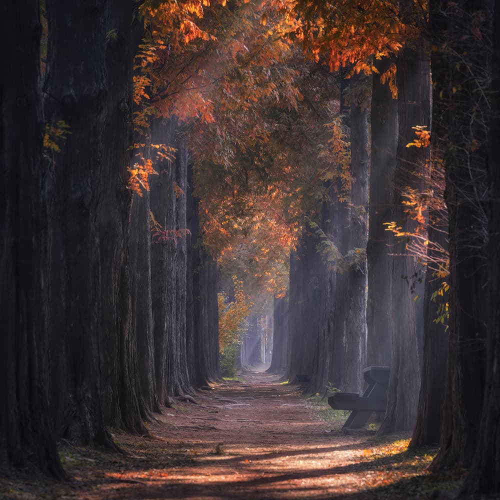 Golden Autumn Path by Tiger Seo — canvas wall art