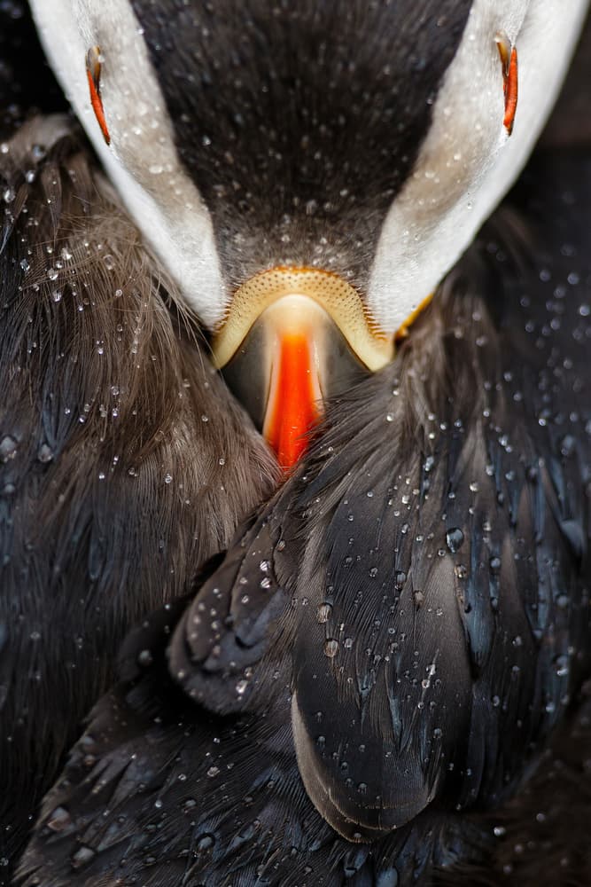 Puffin With Raindrops by Mario Suárez — canvas wall art