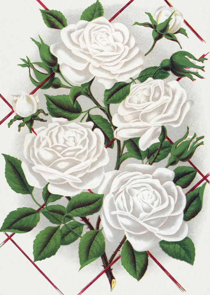 White Rose, Baltimore Belle Lithograph by Botanical Specimen Rochester Lithographing — canvas wall art