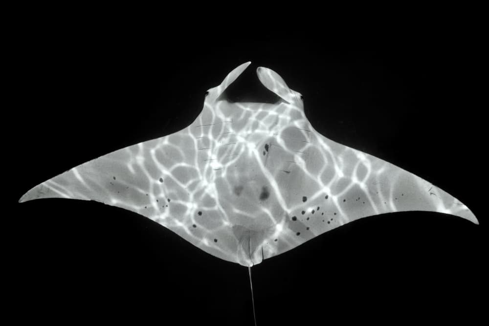 Graceful Manta Ray Light by Serge Melesan — canvas wall art