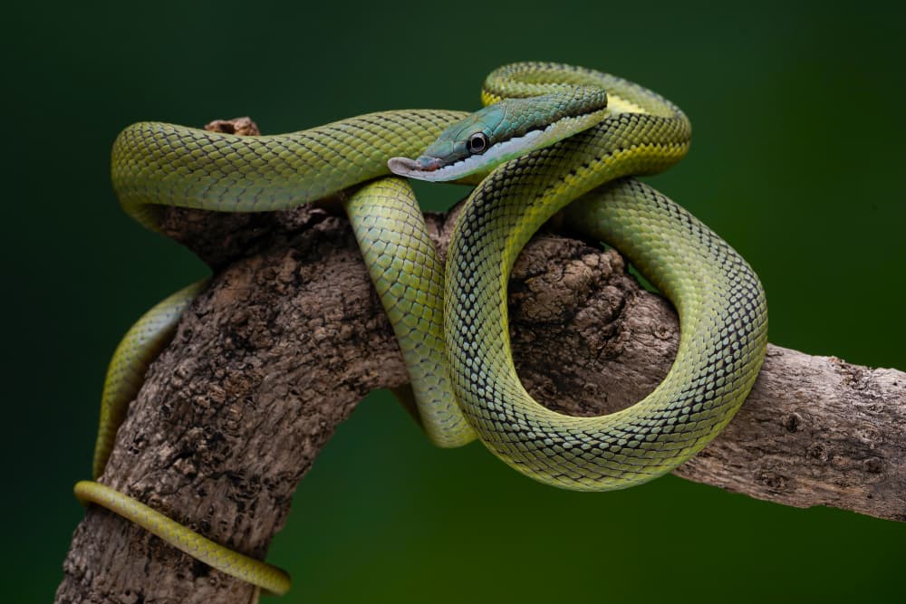Elegant Green Tree Snake by Ajar Setiadi — canvas wall art