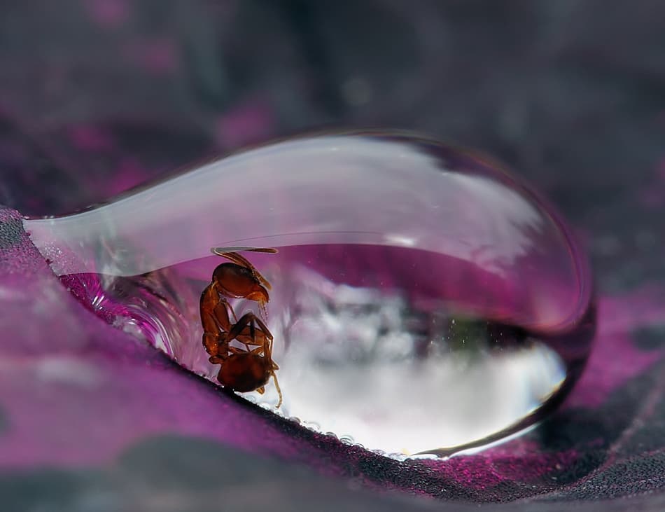 Ant in Water Drop by Jimmy Hoffman — canvas wall art