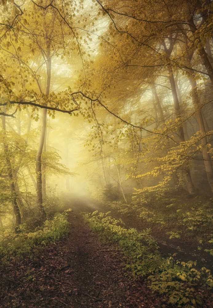 Golden Foggy Forest Path by Norbert Maier — canvas wall art