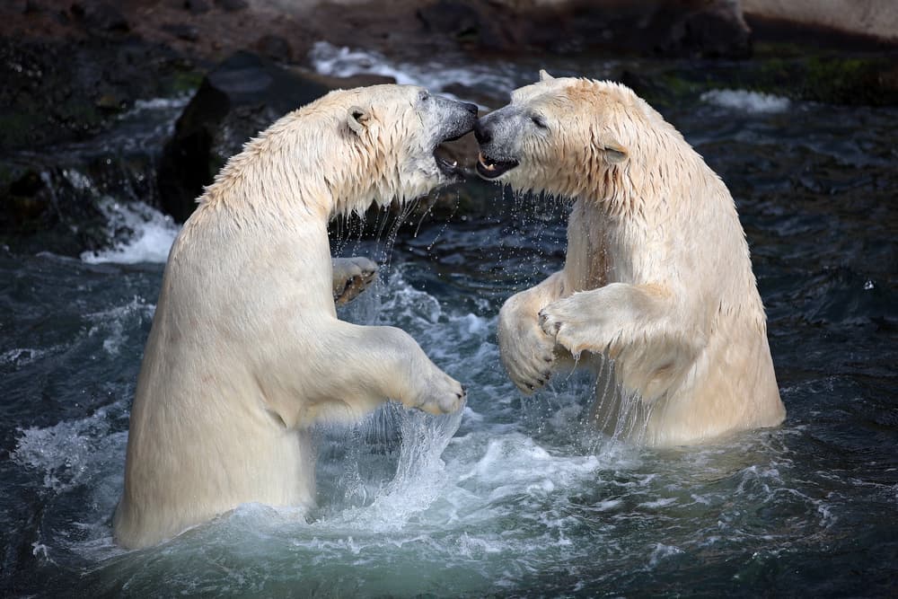 Polar Bear Play by Antje Wenner-Braun — canvas wall art