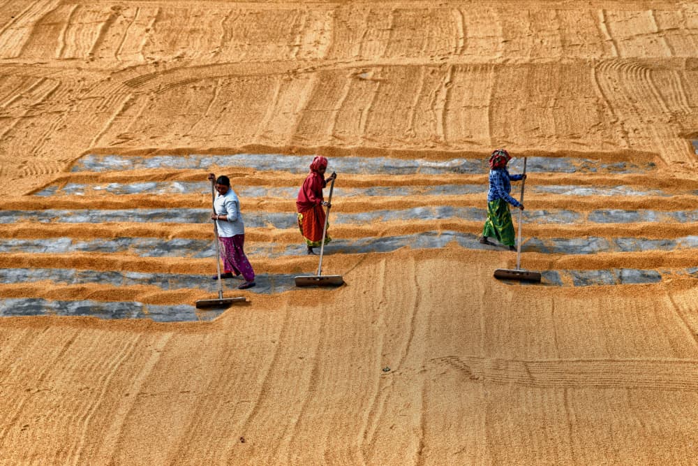 Women Drying Golden Grain by Shaibal Nandi — canvas wall art