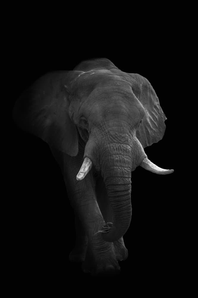 Majestic African Elephant by Roy Darnell — canvas wall art