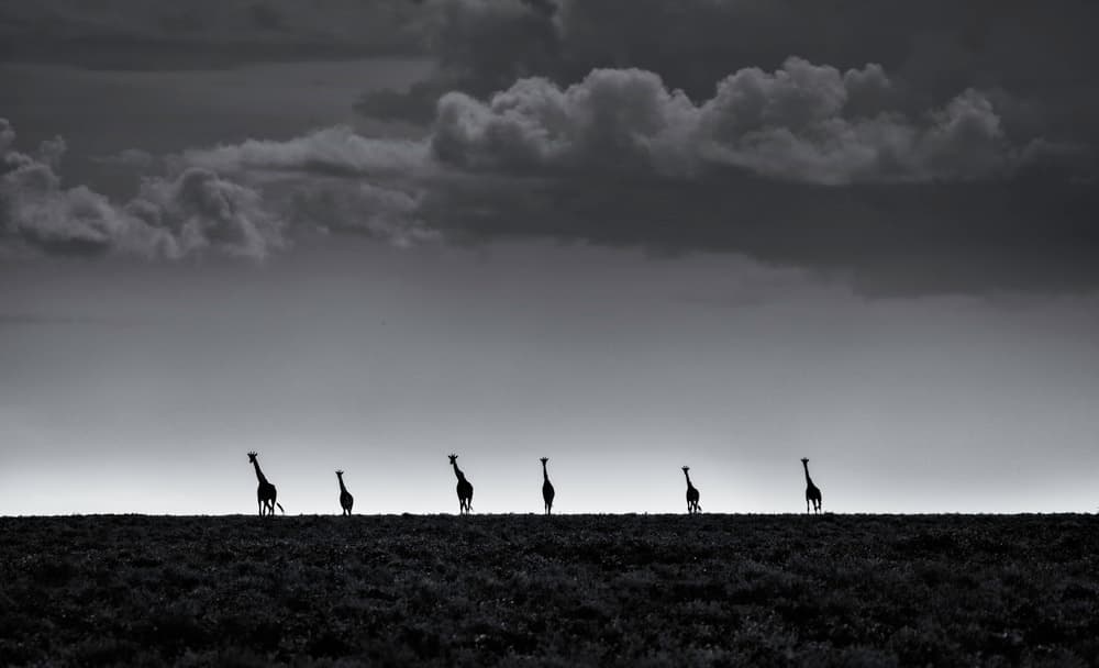 African Giraffe Silhouettes by Greg Metro — canvas wall art