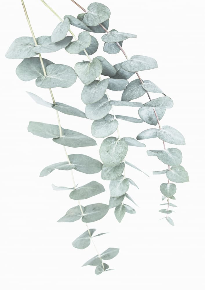 Eucalyptus I by Kathrin Pienaar — canvas wall art