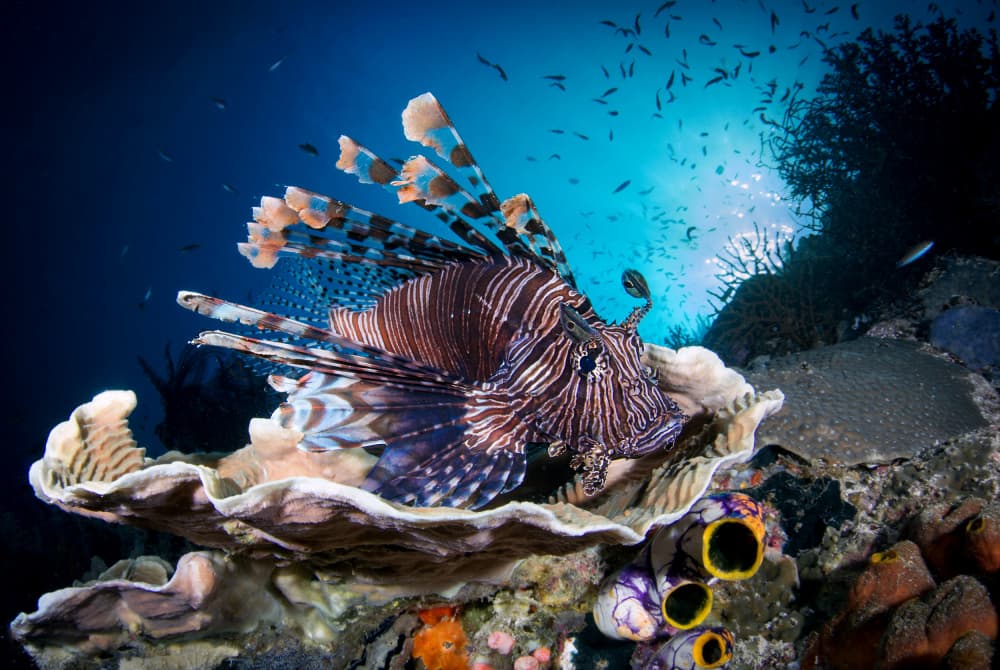 Regal Lionfish On Coral by Cédric Péneau — canvas wall art