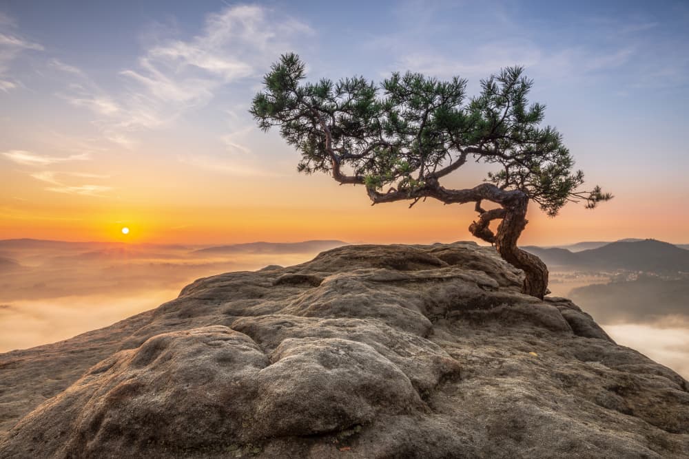 Golden Morning Tree by Thomas Siegel — canvas wall art