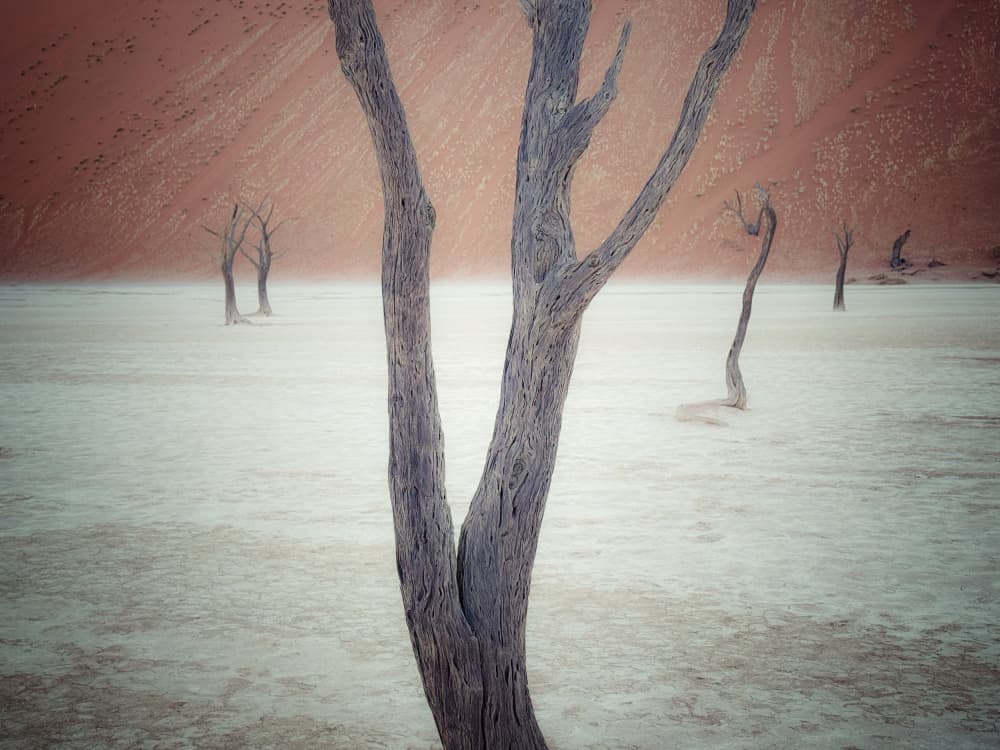 Ancient Desert Trees by Chao Feng 天馬 — canvas wall art