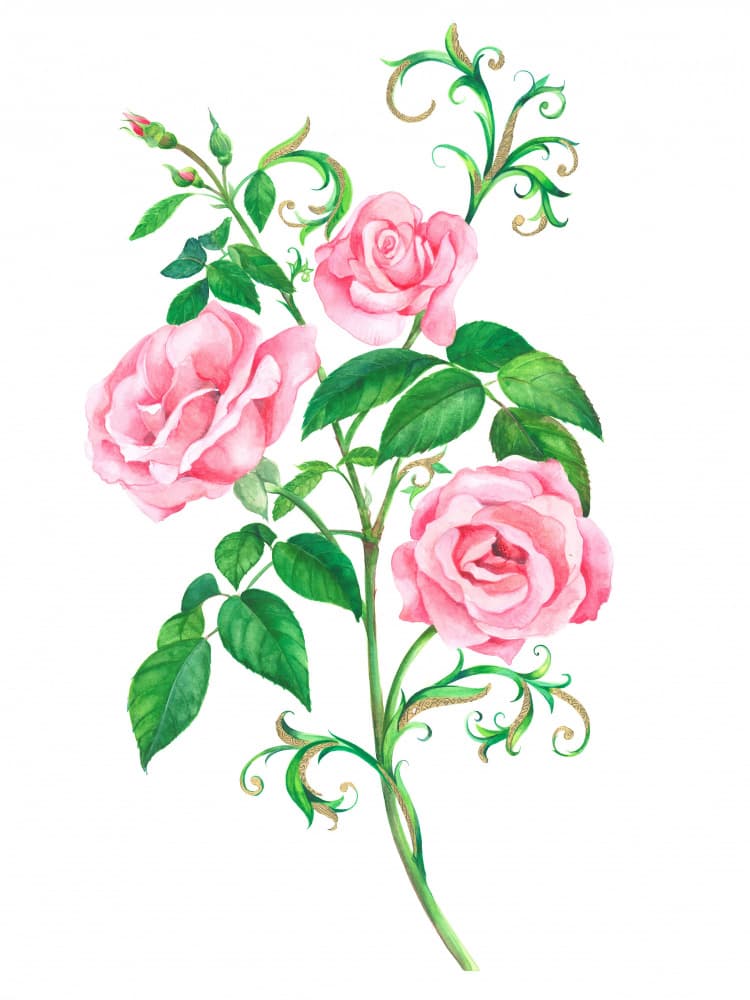 Beauty Of Blooming Roses by Isabelle Brent — canvas wall art