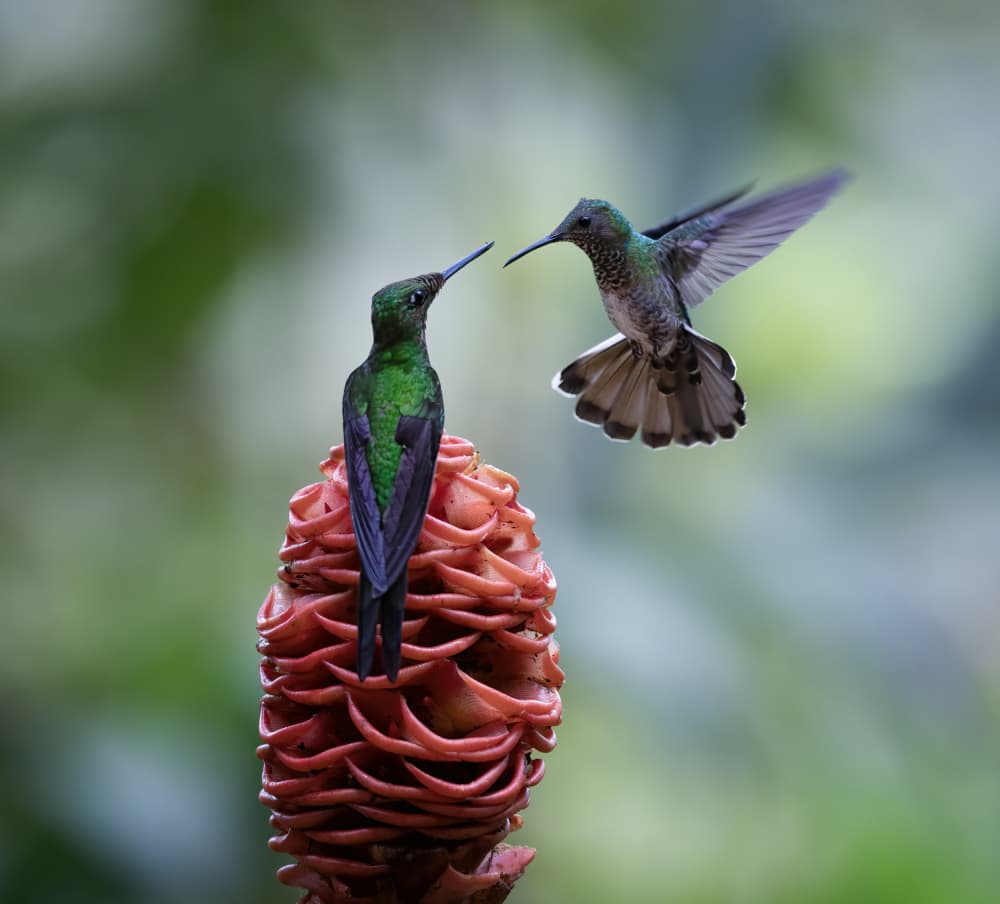 Vibrant Hummingbirds Ginger Flower by Xiaojian Huang — canvas wall art