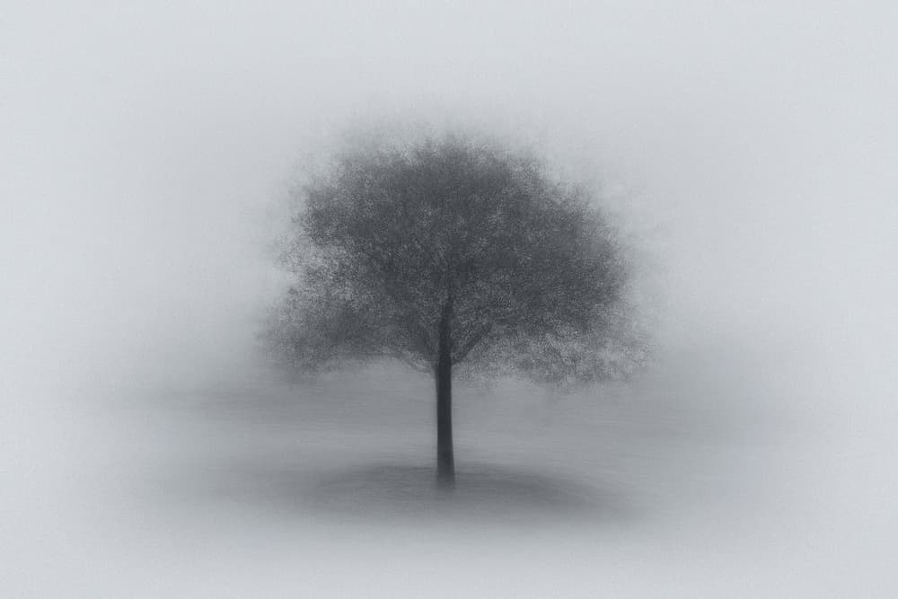 Misty Solitary Tree by Aidong Ning — canvas wall art