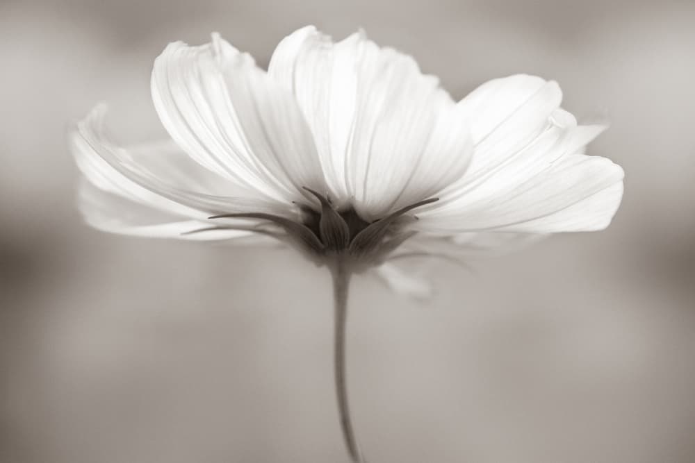 Soft Sepia Bloom by Penny Myles — canvas wall art