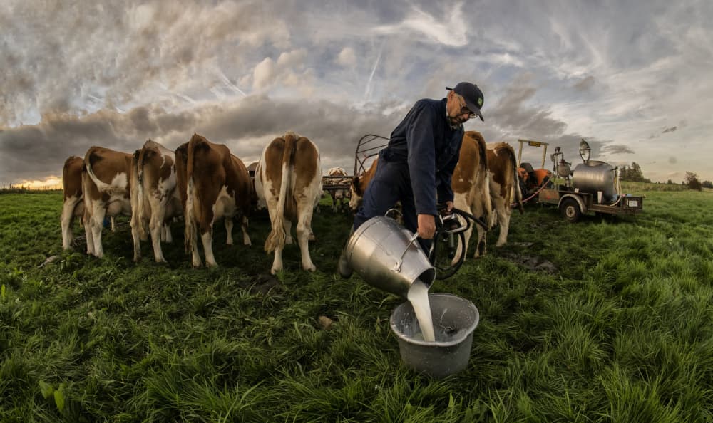 Farmer Milking at Sunset by Gert van den Bosch — canvas wall art