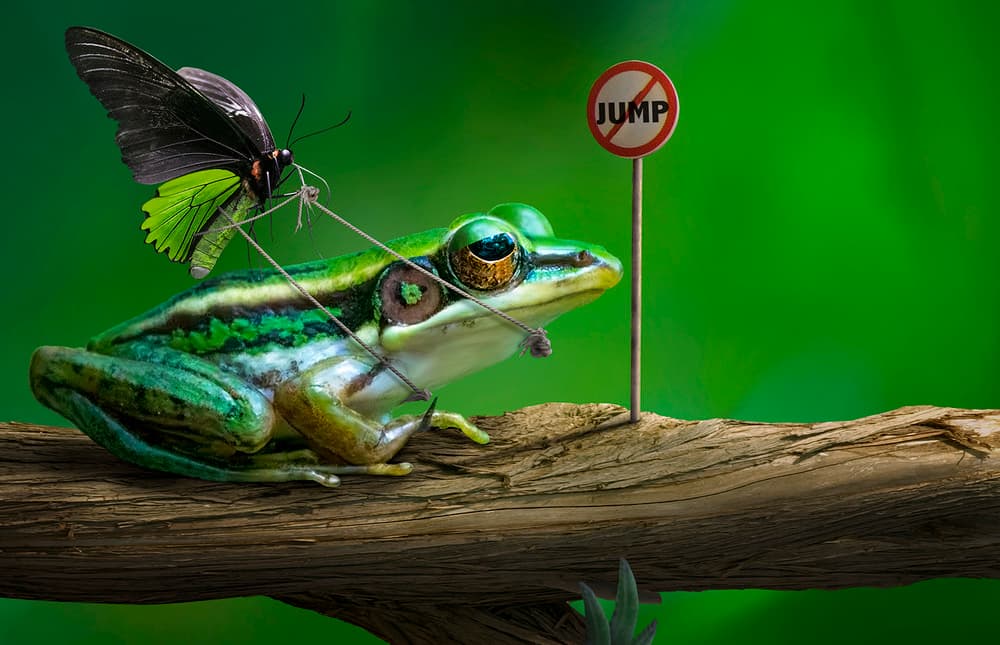 Funny Frog Jump Sign by Sulaiman Almawash — canvas wall art