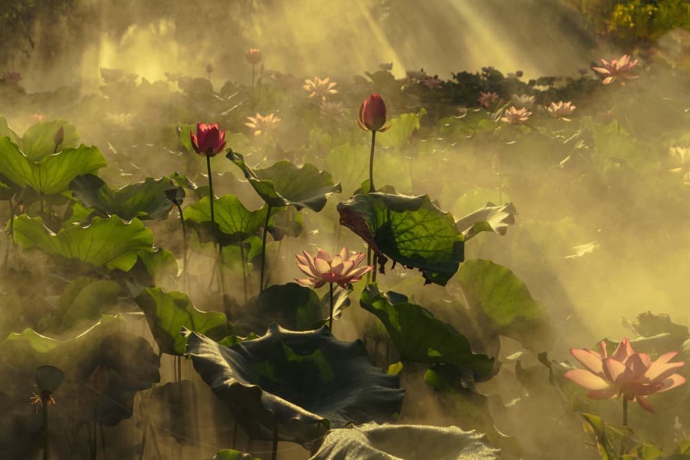 Misty Lotus Garden by Mei Shi — canvas wall art