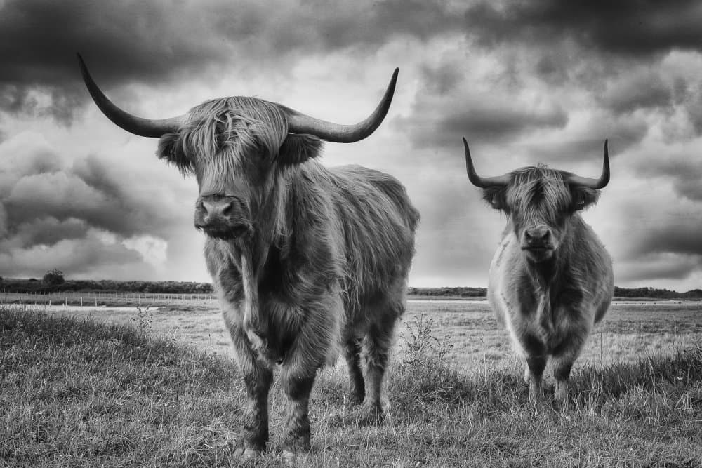 Dramatic Highland Cattle by Stéphane Pecqueux — canvas wall art