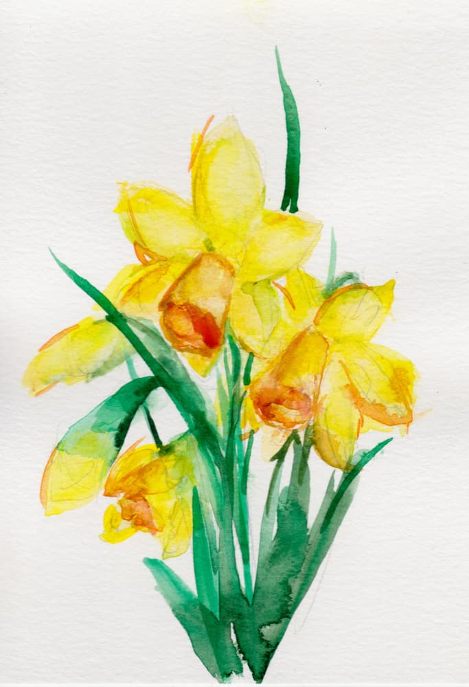 Watercolor Daffodils by Christine Lindstrom — canvas wall art