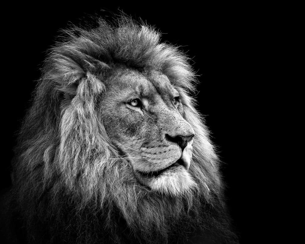 Majestic Lion Profile by Christian Meermann — canvas wall art