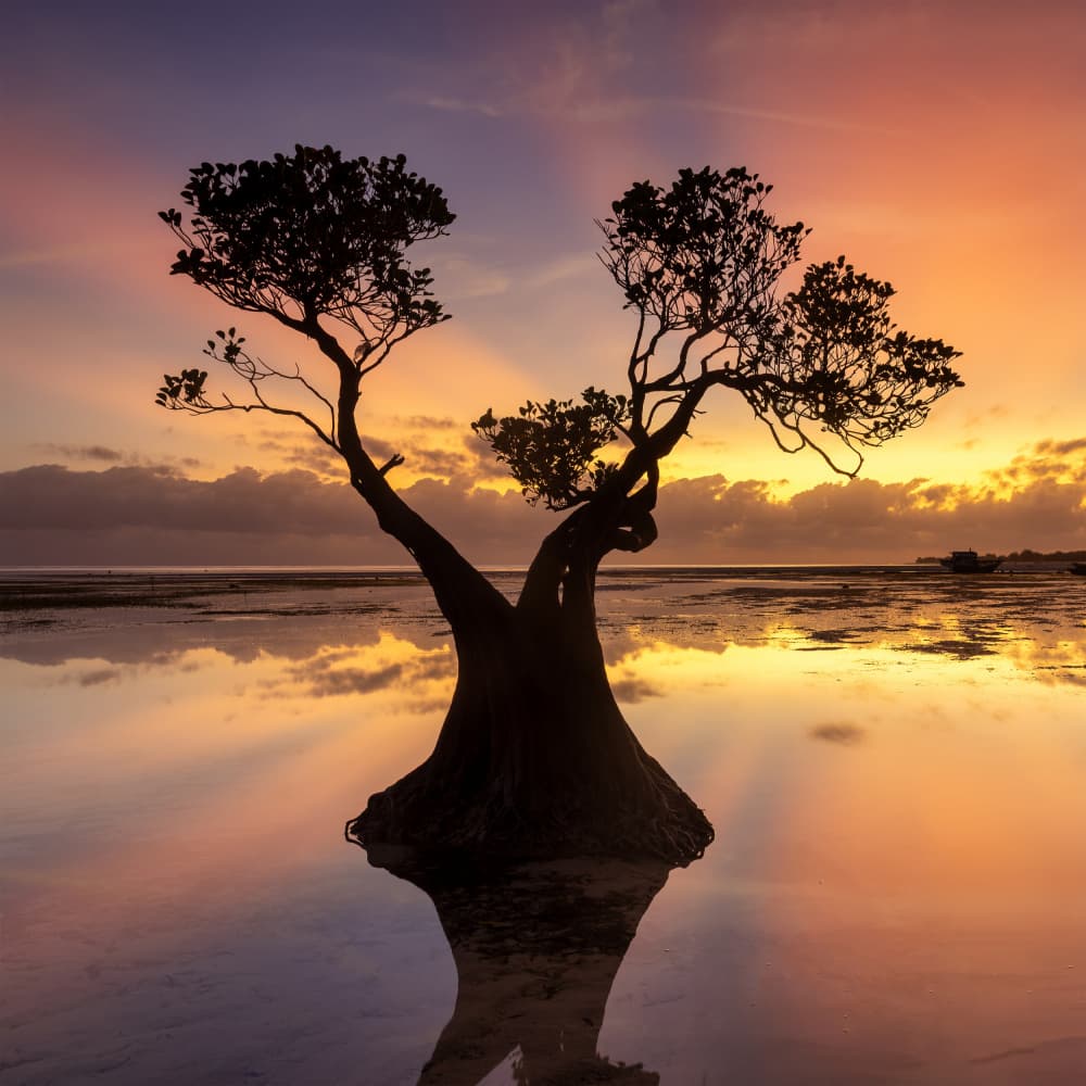 Mangrove Sunset Reflection by Sally Widjaja — canvas wall art