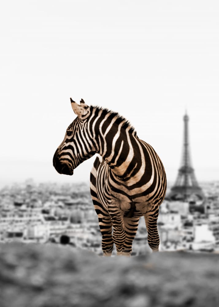 Zebra and Eiffel Tower by Fadil Roze — canvas wall art