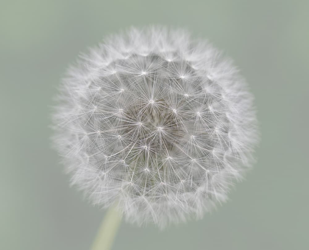 White Dandelion Fluff by Mirjam Fischer — canvas wall art