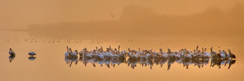 Golden Hour Pelicans by Yair Tzur — canvas wall art